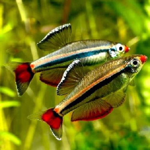Tanichthys albonubes - Neon chinois M